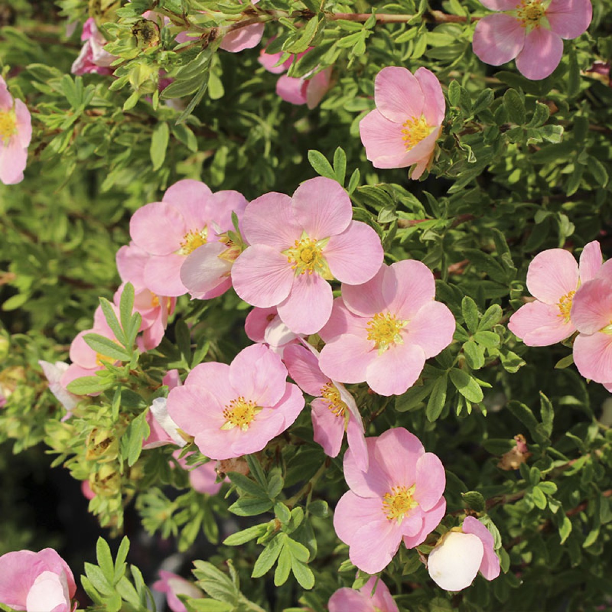 Potentilla fruticosa 'Blink'